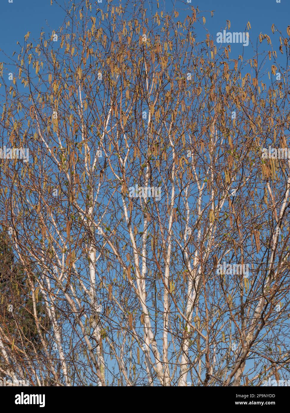 Betula pendula branches et graines vues contre un ciel bleu en avril. Banque D'Images