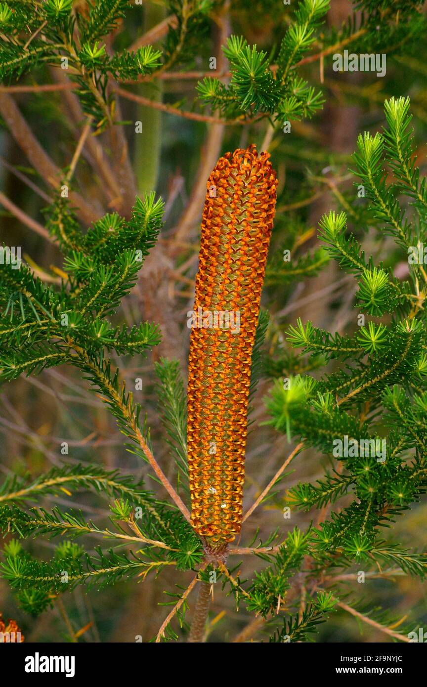 épis de fleurs rouges denses Banque de photographies et d’images à ...