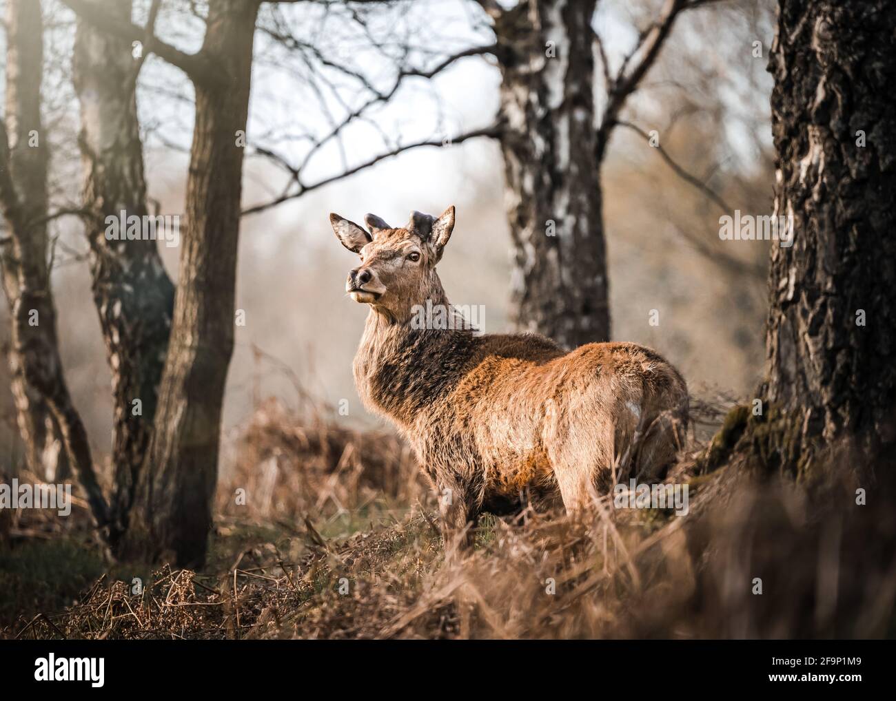 Cerf rouge sauvage debout dans le Derbyshire Peak District forêt orange automne automne hiver couleurs. Regarder l'appareil photo en gros plan sur une faune magnifique Banque D'Images