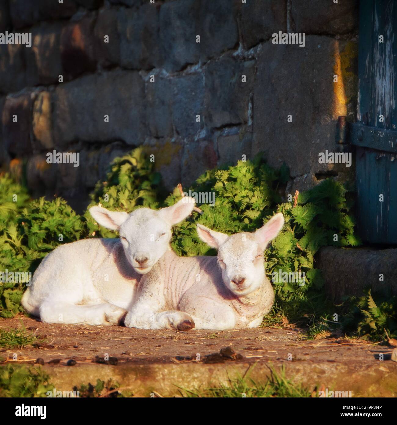 Dormant des agneaux au soleil dans une porte de Barn Banque D'Images