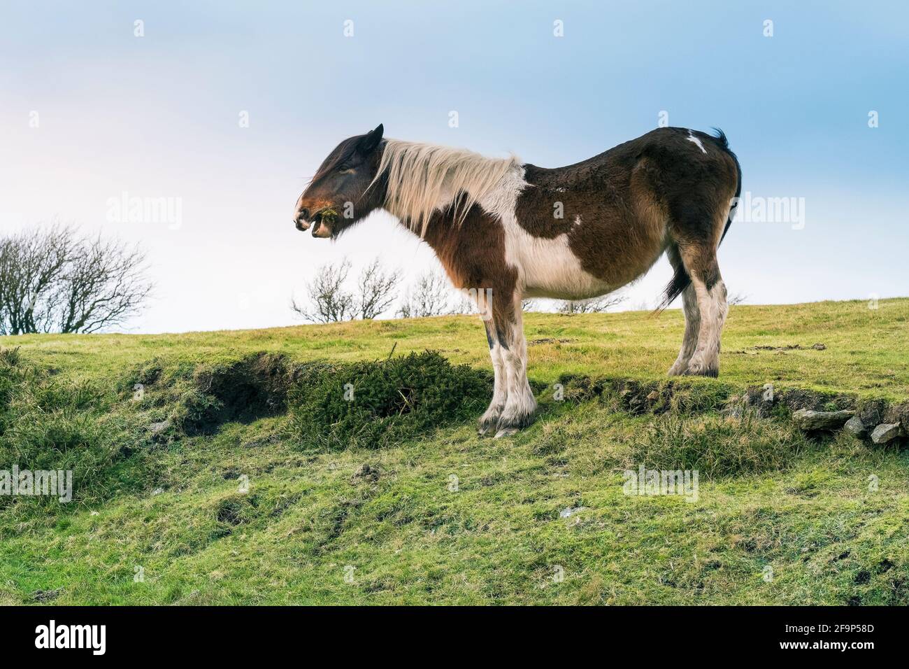 Un poney bodmin sauvage emblématique qui boit sur le bodmin Moor dans les Cornouailles. Banque D'Images