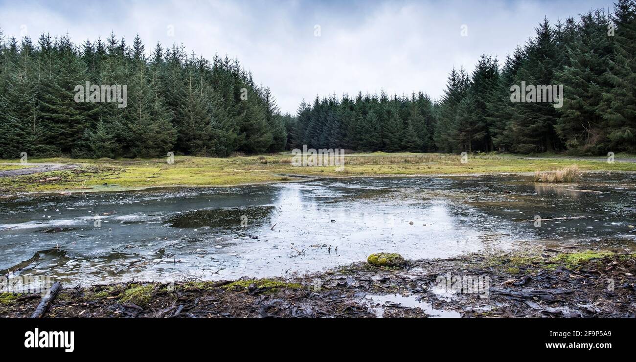Une vue panoramique sur le terrain de la forêt de Davidstow, sur l'aérodrome de Davidstow de la deuxième Guerre mondiale, sur la Moor de Bodmin, dans les Cornouailles. Banque D'Images