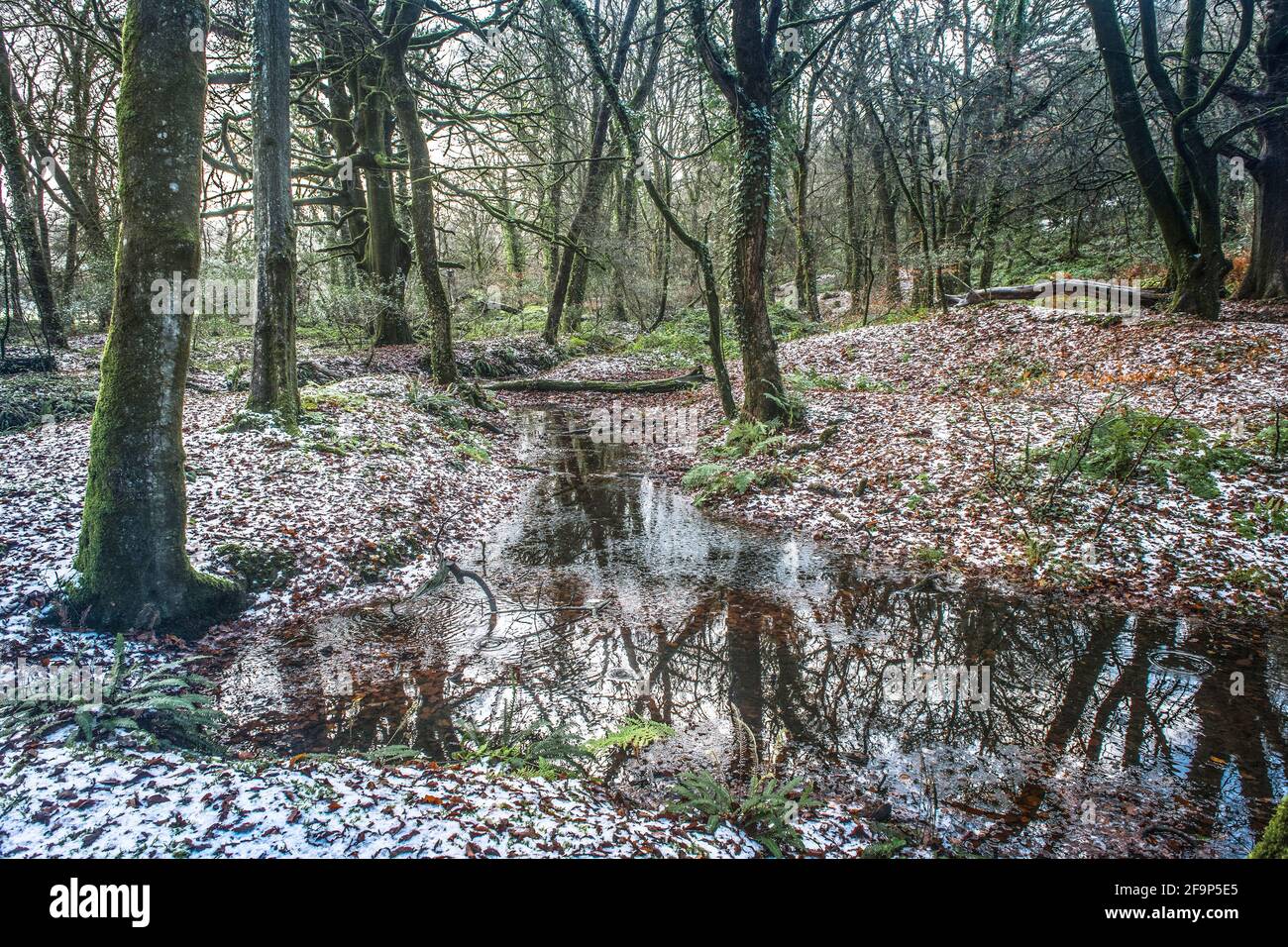 Un matin brumeux au début de l'hiver dans l'ancienne forêt de Draynes Wood, en Cornouailles. Banque D'Images