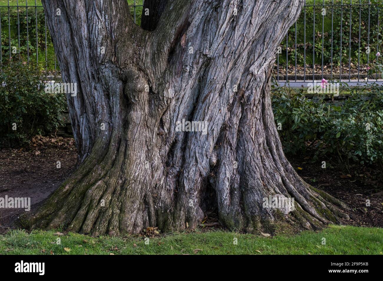 L'immense tronc de Cupressus macrocarpa Monterey Cypress dans les jardins de Trenance à Newquay, en Cornouailles. Banque D'Images