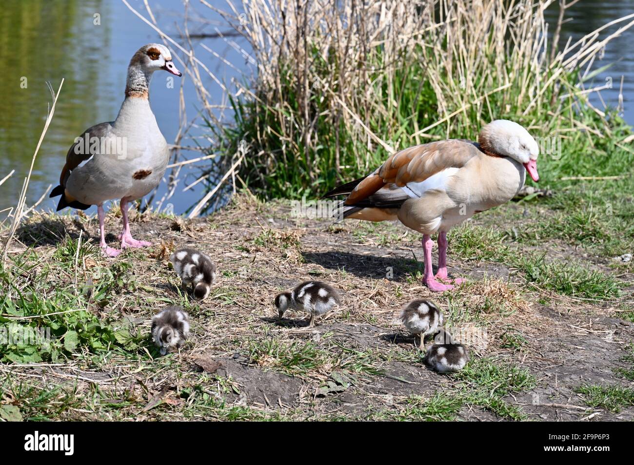 Sidcup, Kent. 20 avril 2021. Météo Royaume-Uni. Une autre belle journée avec des températures atteignant 15 degrés. Une famille d'oies égyptiennes (Alopochen aegyptiaca) et de mégots explorent la rive de la rivière Cray, Foots Cray Meadows, Sidcup, Kent Credit: michael melia/Alamy Live News Banque D'Images