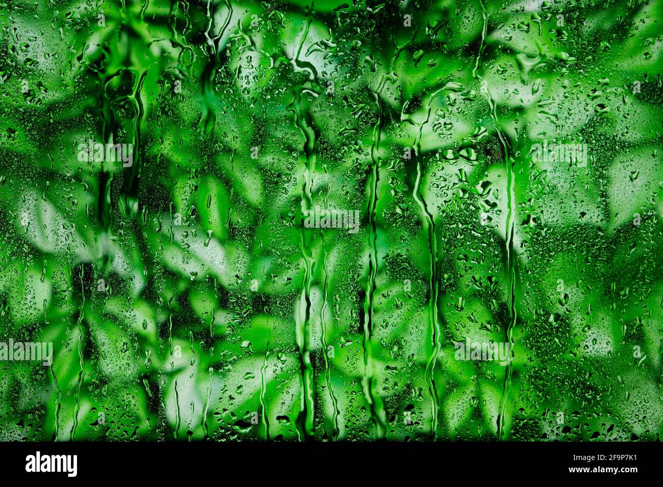 Arrière-plan de feuillage vert brillant derrière le verre humide dans les gouttes après la pluie d'été. Banque D'Images