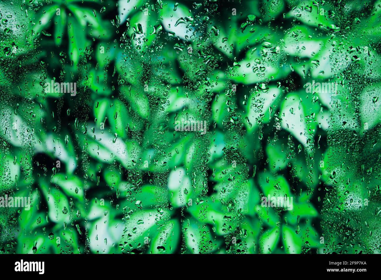 Arrière-plan de feuillage vert brillant derrière le verre humide dans les gouttes après la pluie d'été. Banque D'Images