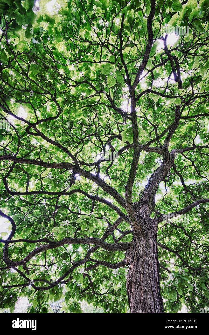 Arbre Catalpa Bignonioides Banque d'image et photos Alamy — free download