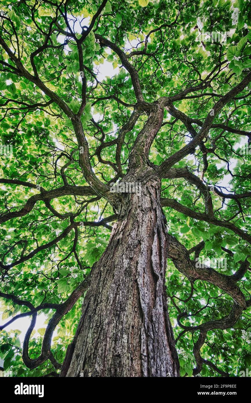 Arbre catalpa bignonioides Banque de photographies et d’images à haute — free download
