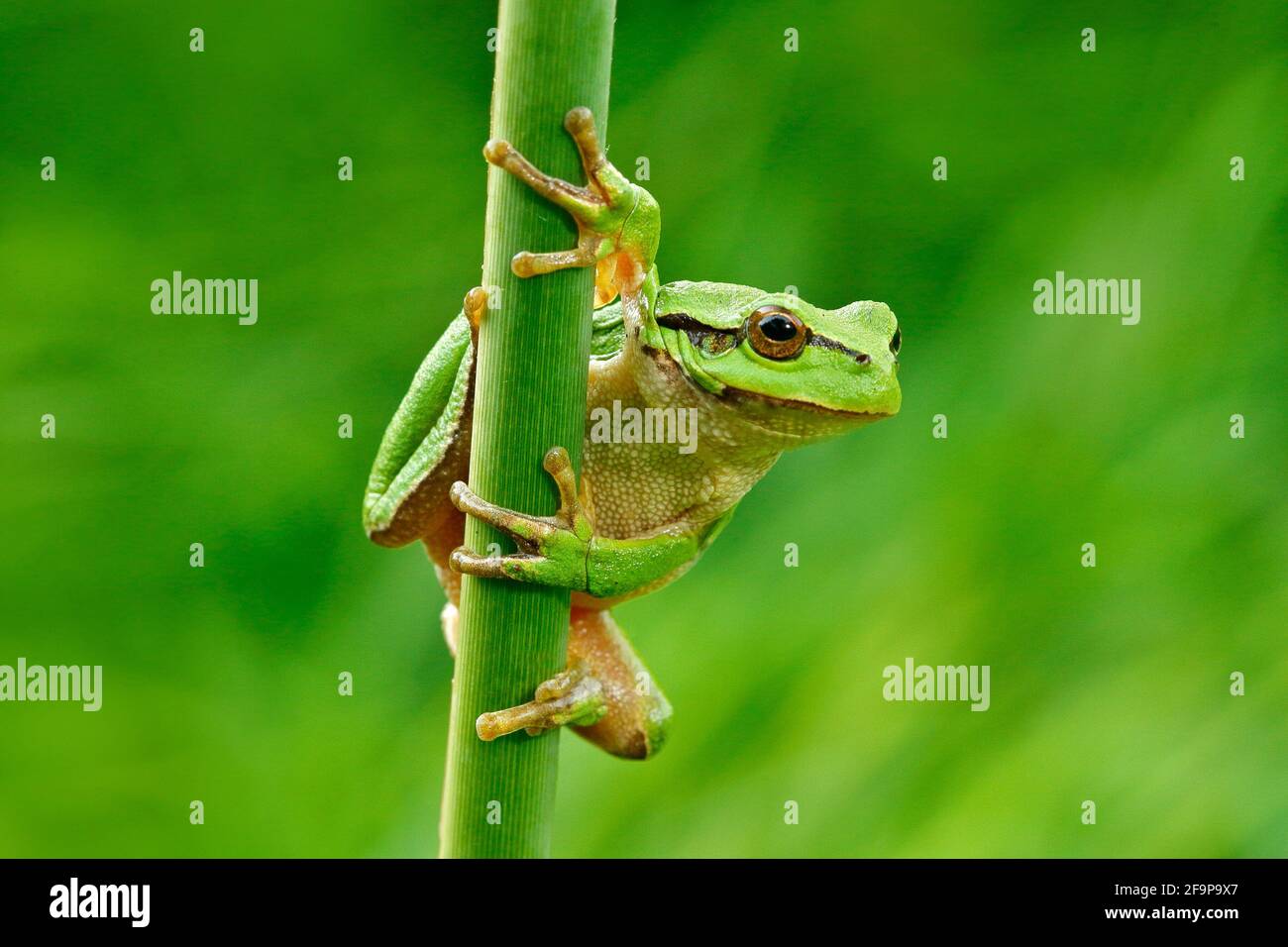 La grenouille des arbres européens, Hyla arborea, assise sur de la paille à fond vert clair. Joli vert amphibien dans l'habitat de la nature. Grenouille sauvage sur la prairie près Banque D'Images