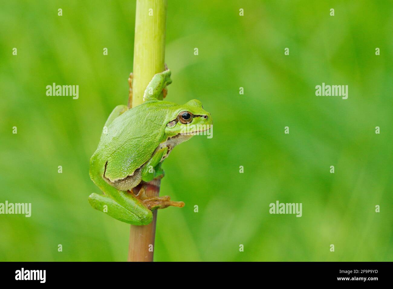 La grenouille des arbres européens, Hyla arborea, assise sur de la paille à fond vert clair. Joli vert amphibien dans l'habitat de la nature. Grenouille sauvage sur la prairie près Banque D'Images