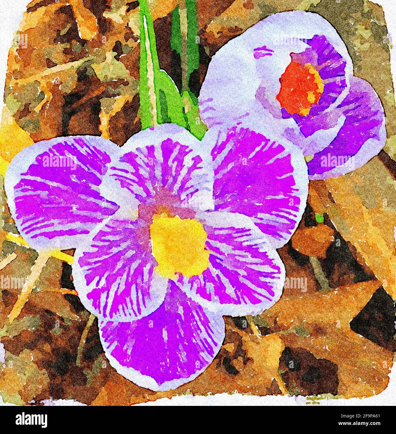 Crocus violet, aquarelle Banque D'Images
