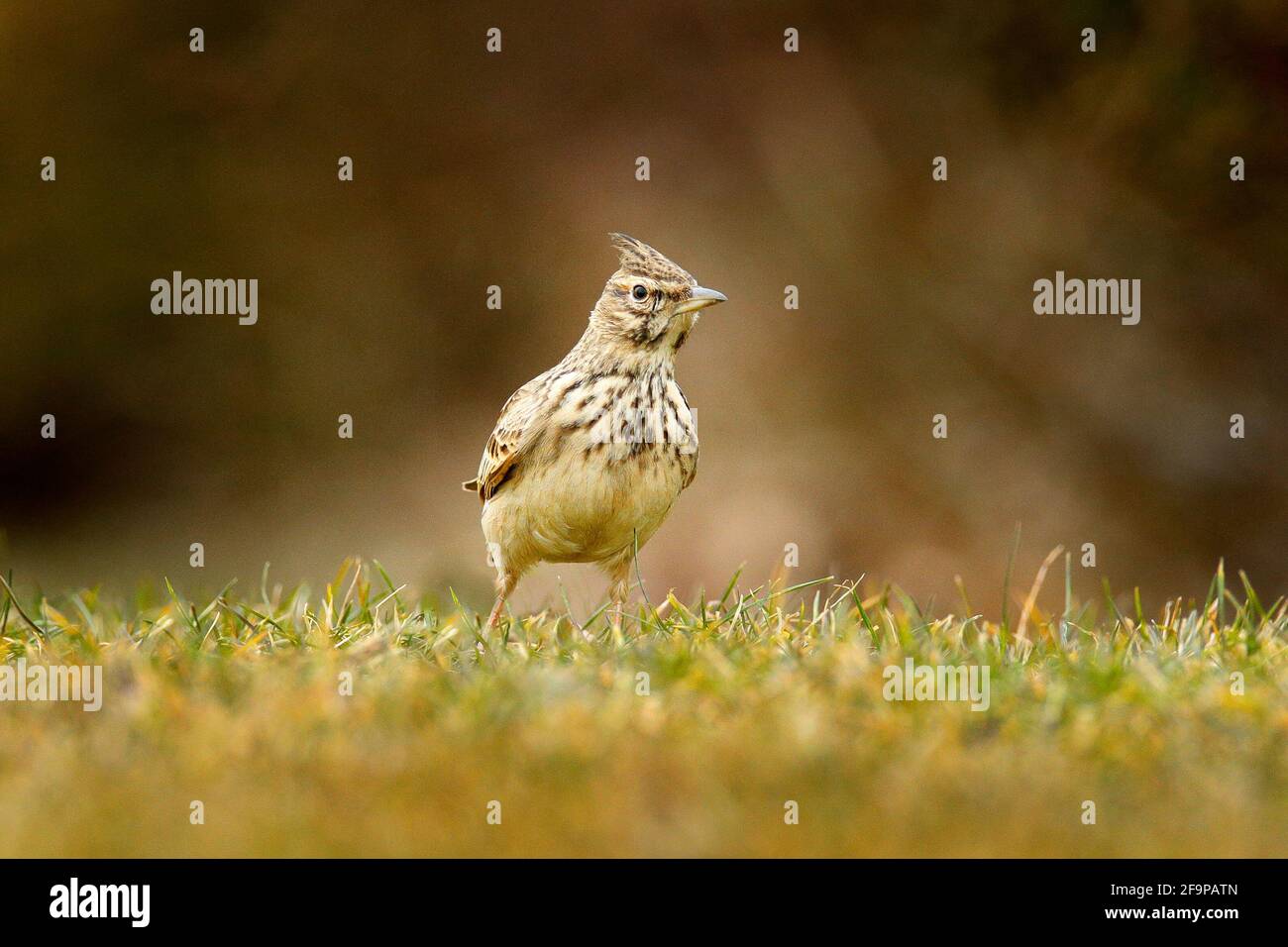 Lark à crête, Galerida cristata, dans l'herbe sur la prairie. Oiseau dans l'habitat naturel, République tchèque. Samll oiseau gris brun avec crête. Faune sc Banque D'Images