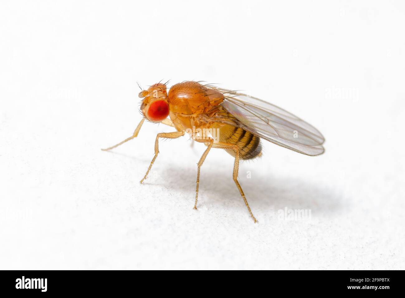 Espèce exotique de drosophila mouche de fruits Diptera parasite insecte sur fond blanc Banque D'Images
