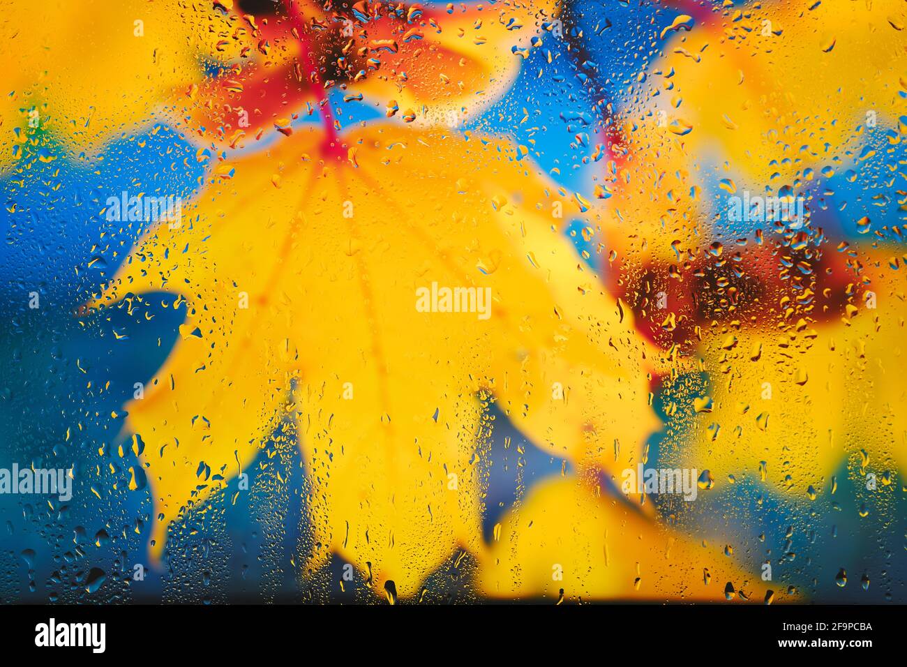 Feuilles d'érable jaune sur ciel bleu d'automne couvert derrière les gouttes verre après la pluie Banque D'Images
