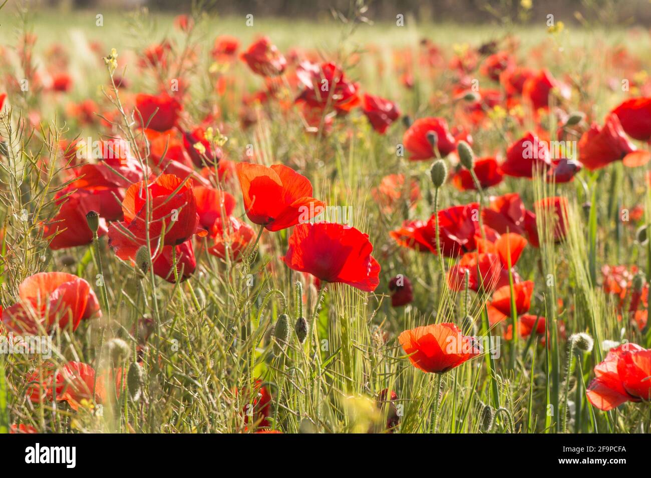 Coquelicot (Papaver rhoeas) dans le champ au printemps, en Andalousie, espagne. Banque D'Images