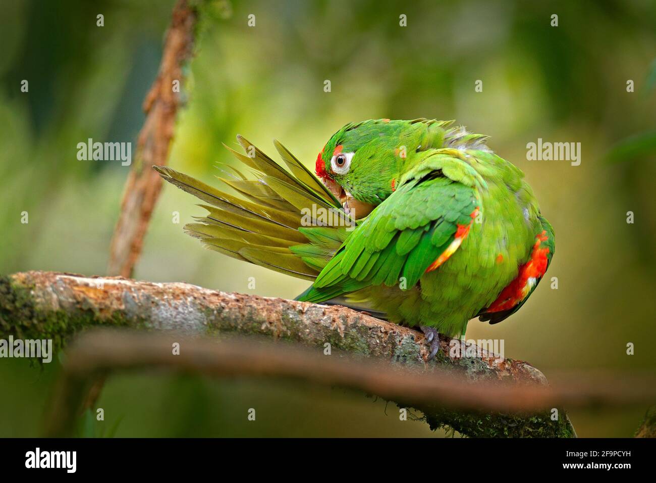 Perruche Blanche Banque d