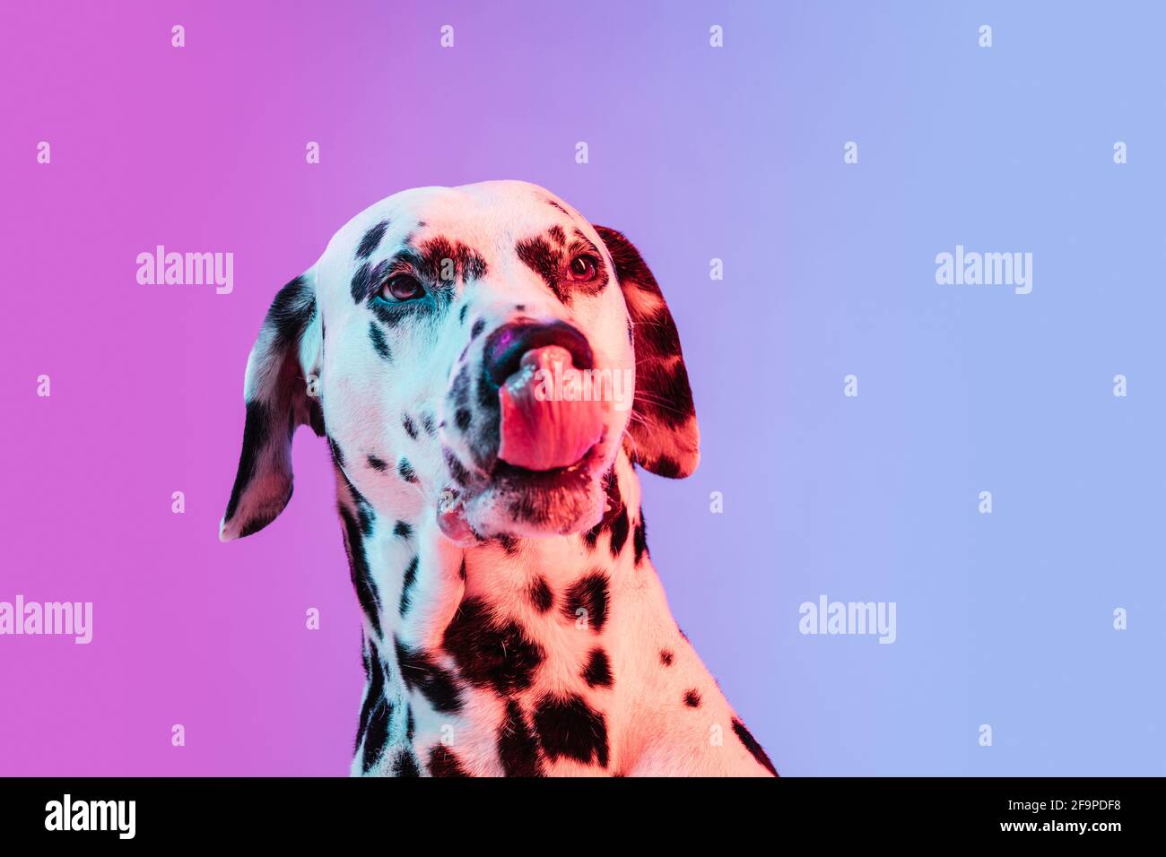 Gros Plan Mignon Dalmatien Isole Sur Fond Degrade Rose Bleu Dans La Lumiere De Neon Photo Stock Alamy