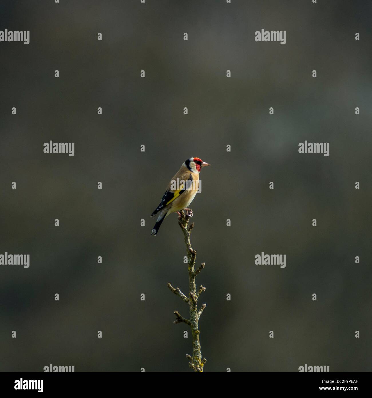 Goldfinch (Carduelis carduelis) perçant sur l'extrémité d'un petit arbre sur un fond neutre à Weardale, dans le nord des Pennines, dans le comté de Durham, au Royaume-Uni Banque D'Images