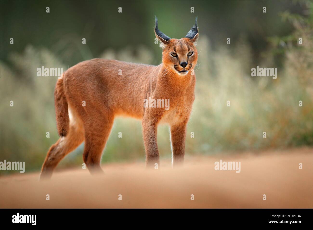 Caracal Lynx Africain Dans Une Vegetation D Herbe Verte Beau Chat Sauvage Dans L Habitat De La Nature Botswana Afrique Du Sud Animal Face A Face Marchant Sur Du Gravier Photo Stock Alamy