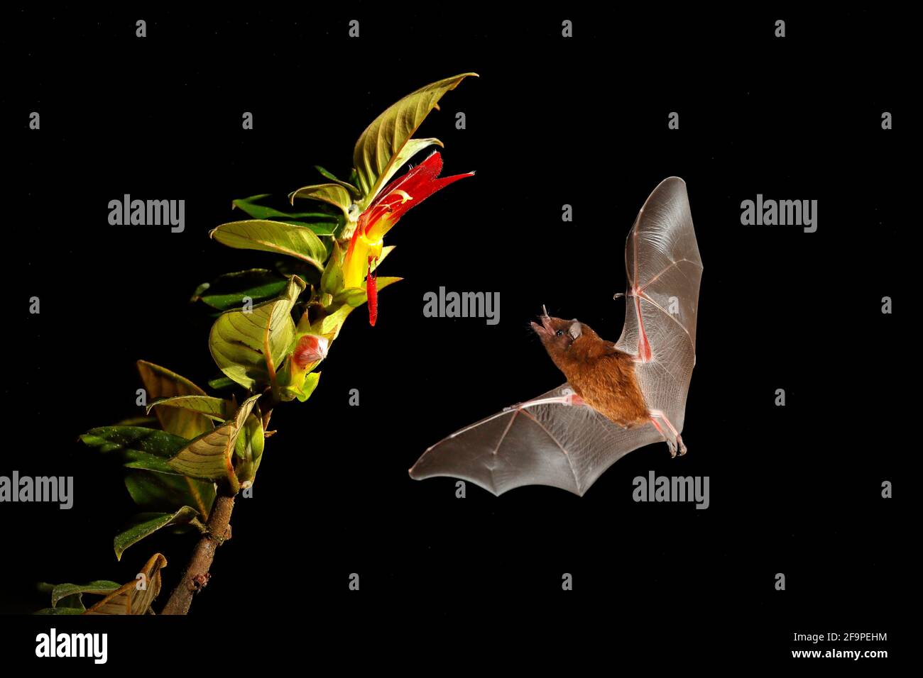 Chauve-souris à nectar orange, Lonchophylla robusta, chauve-souris volante la nuit sombre. Animal nocturne en vol avec fleur fourrager jaune. Scène d'action de la faune de Trop Banque D'Images
