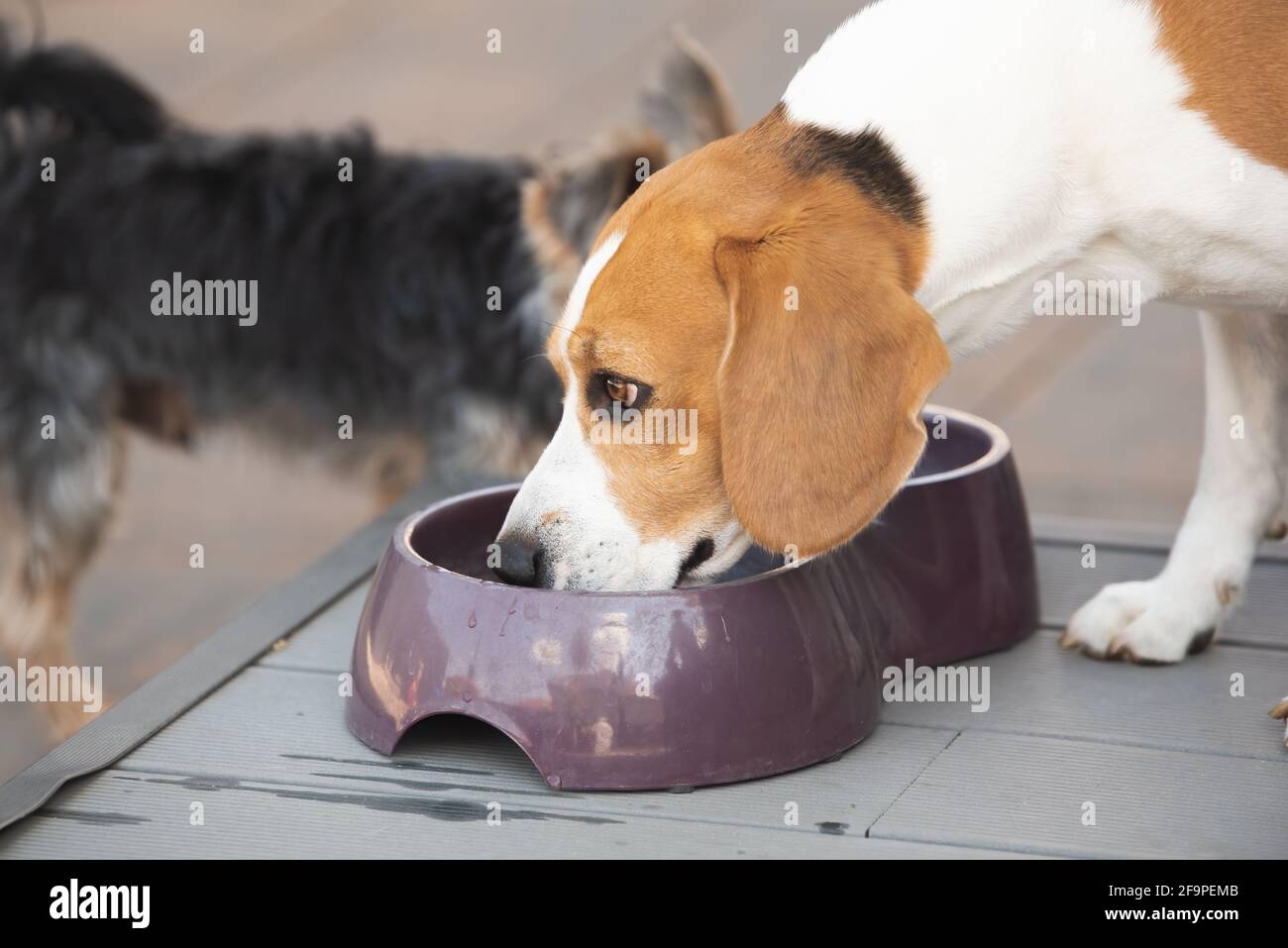 Beagle chien buvant de l'eau pour se rafraîchir à l'ombre sur l'herbe se cachant du soleil d'été . Fond d'été. Banque D'Images