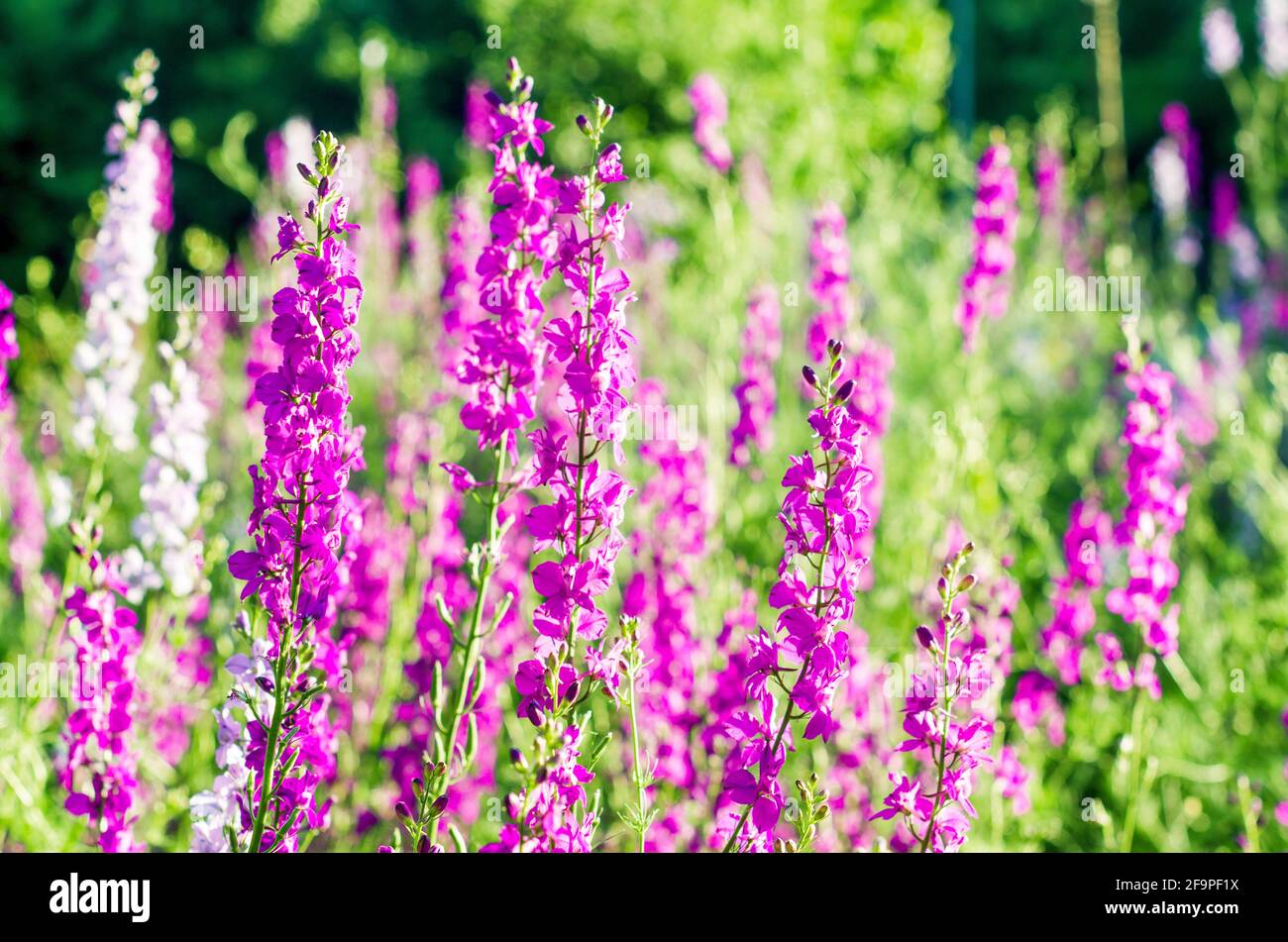 Belle fleur de fleurs de bruyère sur un pré un jour d'été en plein jour. Champ  de lupins plantes fond. Fleurs sauvages de printemps et d'été violettes  Photo Stock - Alamy