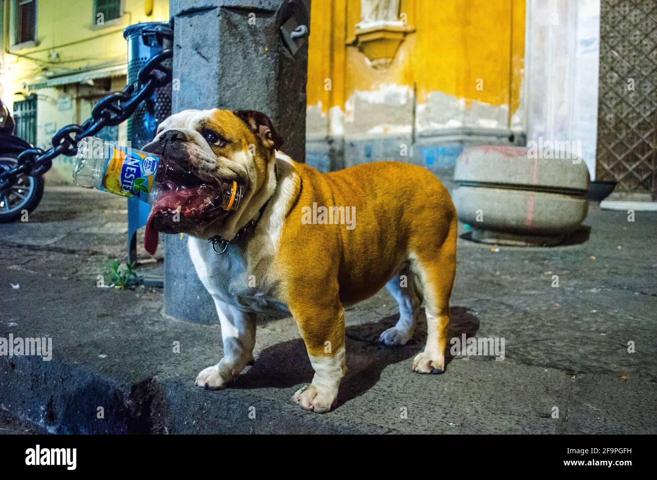 le chiot bulldog mignon est une bouteille en plastique piquant dans la ville italienne de naples. Banque D'Images