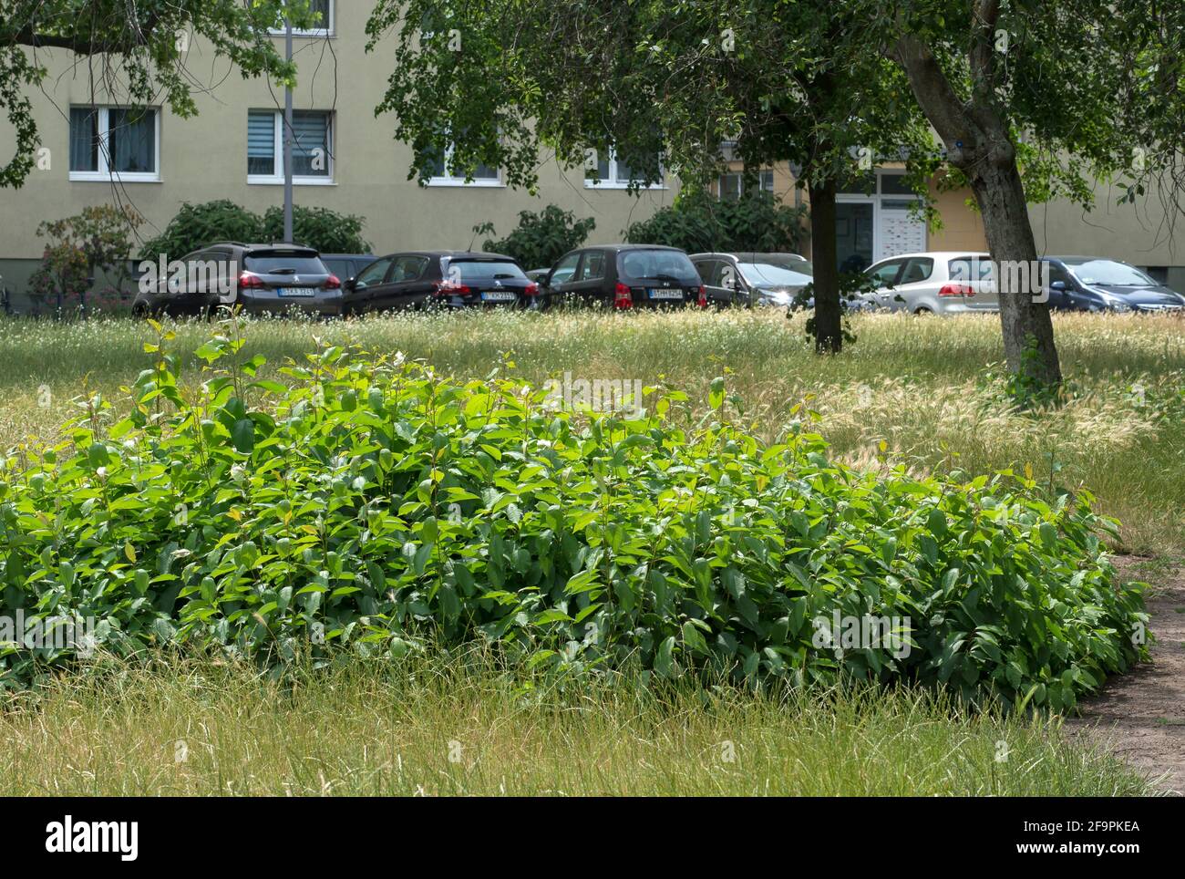 12.06.2020, , , - quartier de Mitte - croissance sauvage sur la zone verte d'un quartier résidentiel de Berlin-Mitte. 0CE200612D006CAROEX.JPG [VERSION DU MODÈLE : NON AP Banque D'Images