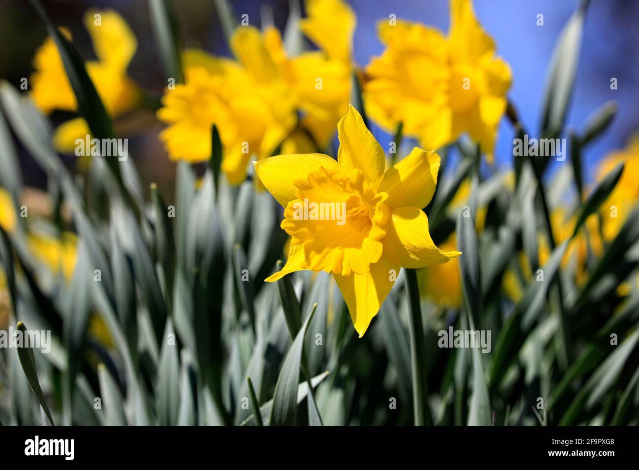 Tenby daffodils, Narcissus obvallaris, en fleur dans le jardin au printemps. Banque D'Images