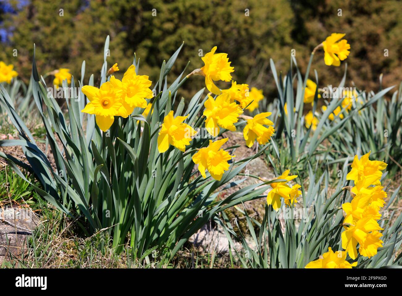 Les jonquilles jaunes de Tenby, Narcissus obvallaris, en fleur dans le jardin au printemps. Banque D'Images