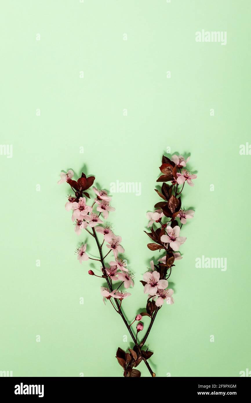 fond de printemps avec fleur fraîche sur vert Banque D'Images