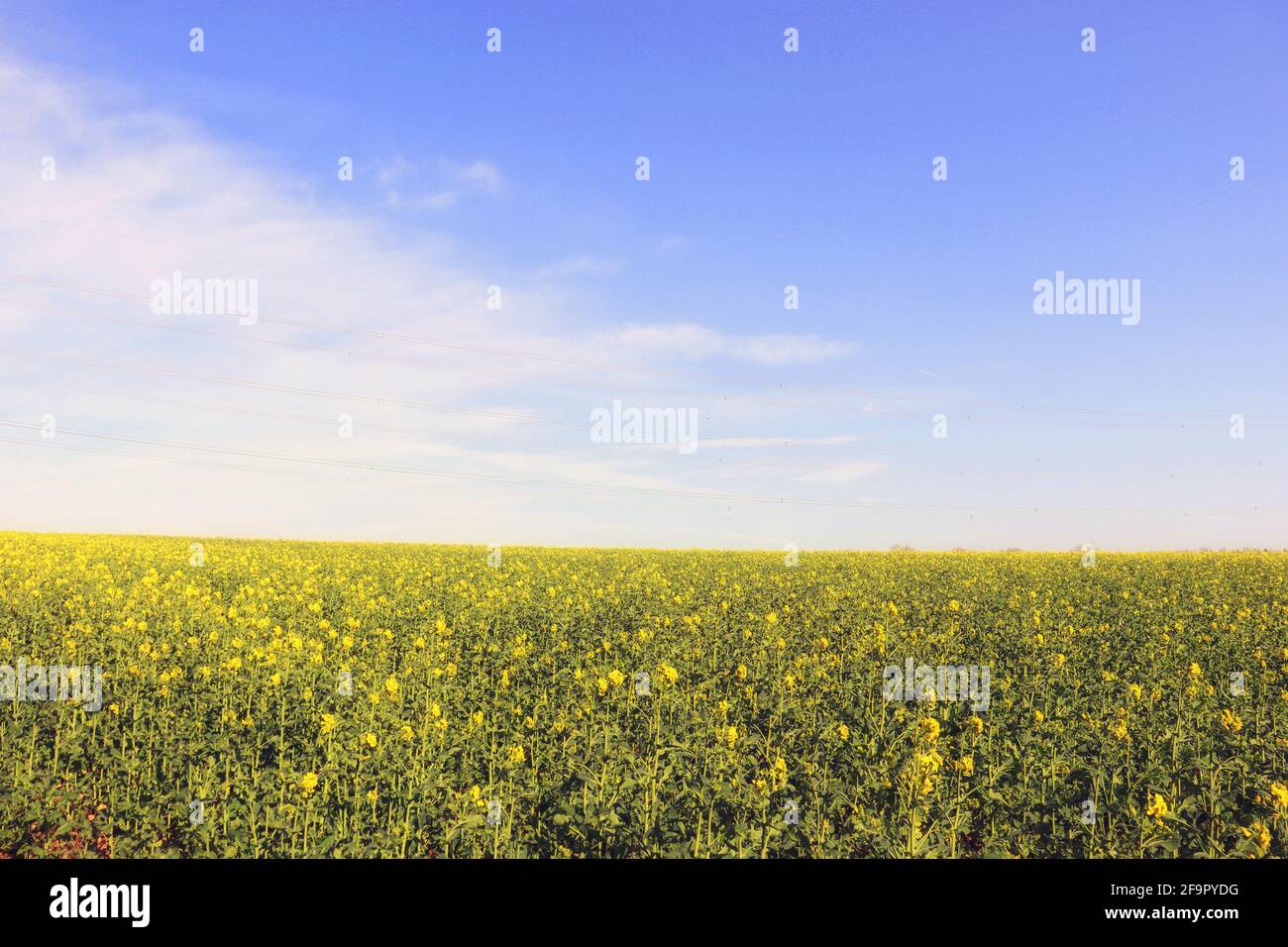 Un paysage agricole britannique fantastique avec un champ de colza jaune en fleur. Shropshire, Angleterre, Royaume-Uni. Banque D'Images