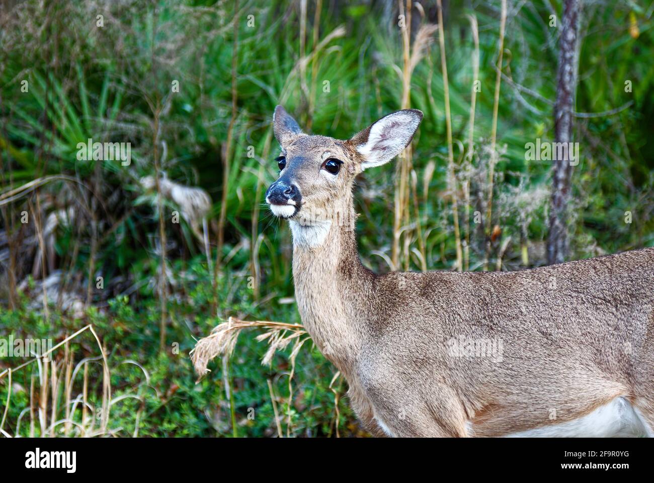 Cerf de Virginie, gros plan, crépuscule, faune, animal, Portrait, nature, Odocoileus virginianus, parc national du lac Kissimmee, Floride, lac Wales, FL, spr Banque D'Images