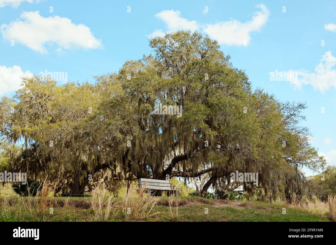 Endroit reposant, banc, sous l'arbre, mousse espagnole, loisirs, Loisirs, parc national de Lake Kissimmee, Floride, parc national de Lake Kissimmee, Floride, lac Wales Banque D'Images