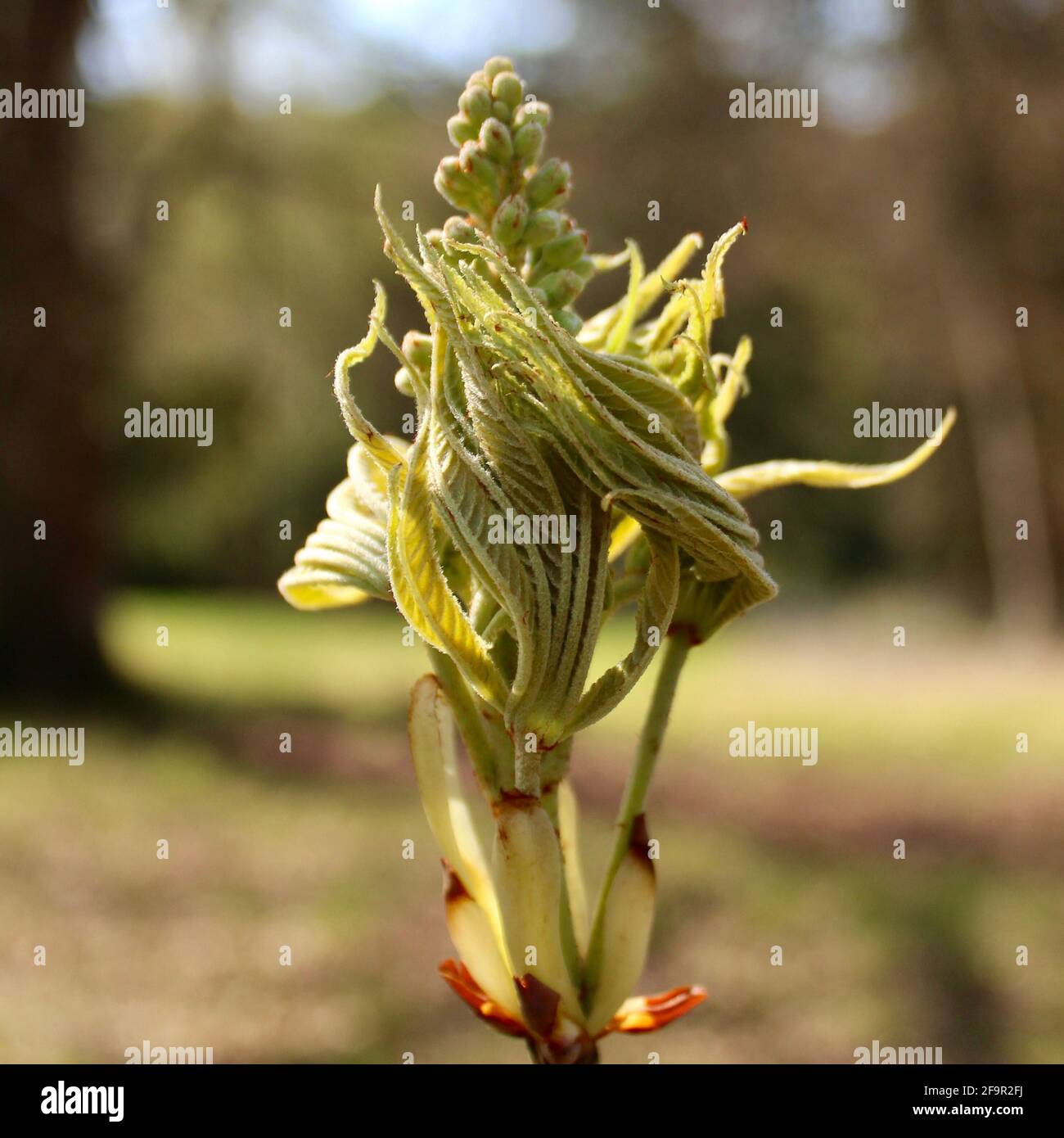 Scène du printemps en Angleterre des feuilles d'un châtaignier se désillonnant lentement. Banque D'Images