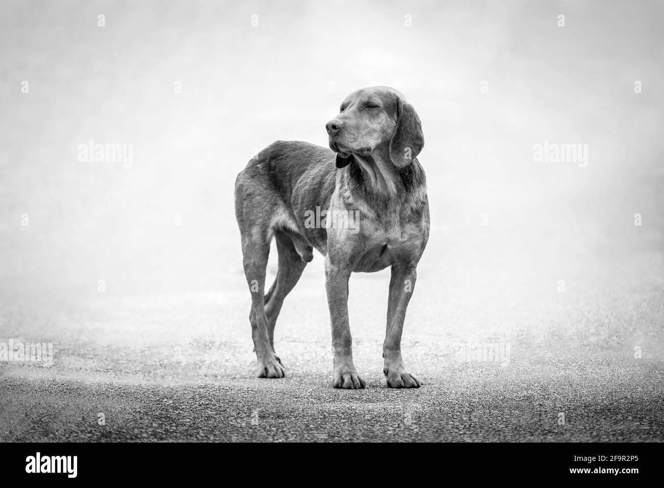 Chien de nuit isolé. Chien brun posant à l'extérieur avec les yeux fermés. Drôle joli chien doré avec les yeux fermés à l'extérieur. Noir blanc Banque D'Images Chien de nuit isolé. Chien brun posant à l'extérieur avec les yeux fermés. Drôle joli chien doré avec les yeux fermés à l'extérieur. Noir blanc Banque D'Images