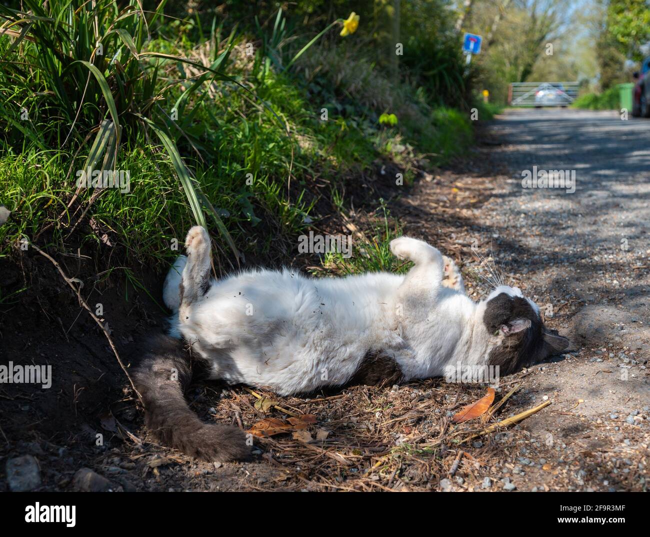 Chat domestique blanc et marron posé sur le sol et roulant autour de vouloir l'attention avec ses pattes dans l'air, à côté de la route en Angleterre, Royaume-Uni. Banque D'Images