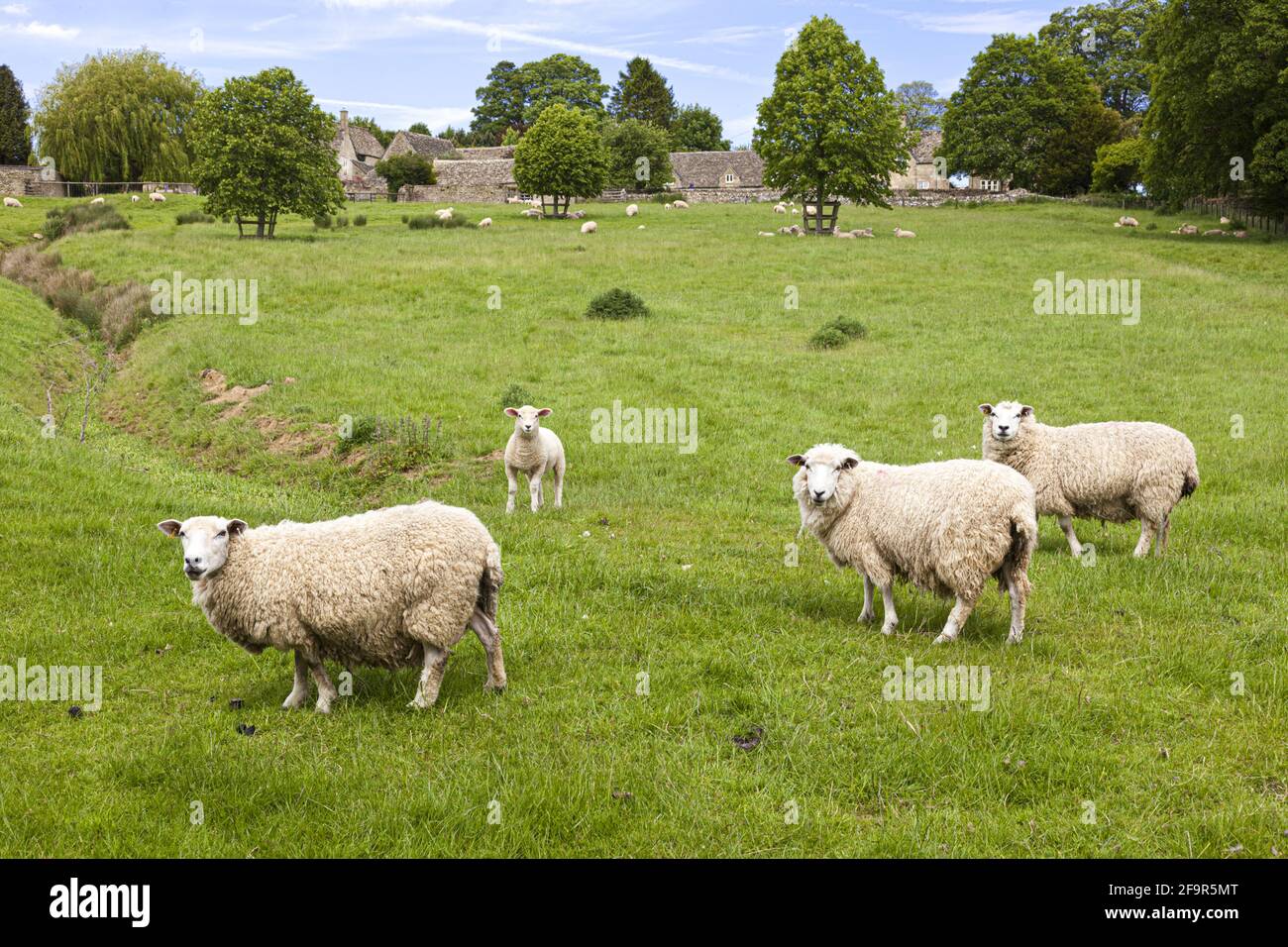 Le pâturage des moutons et des agneaux au Cotswold village d'Yanworth, Gloucestershire UK Banque D'Images