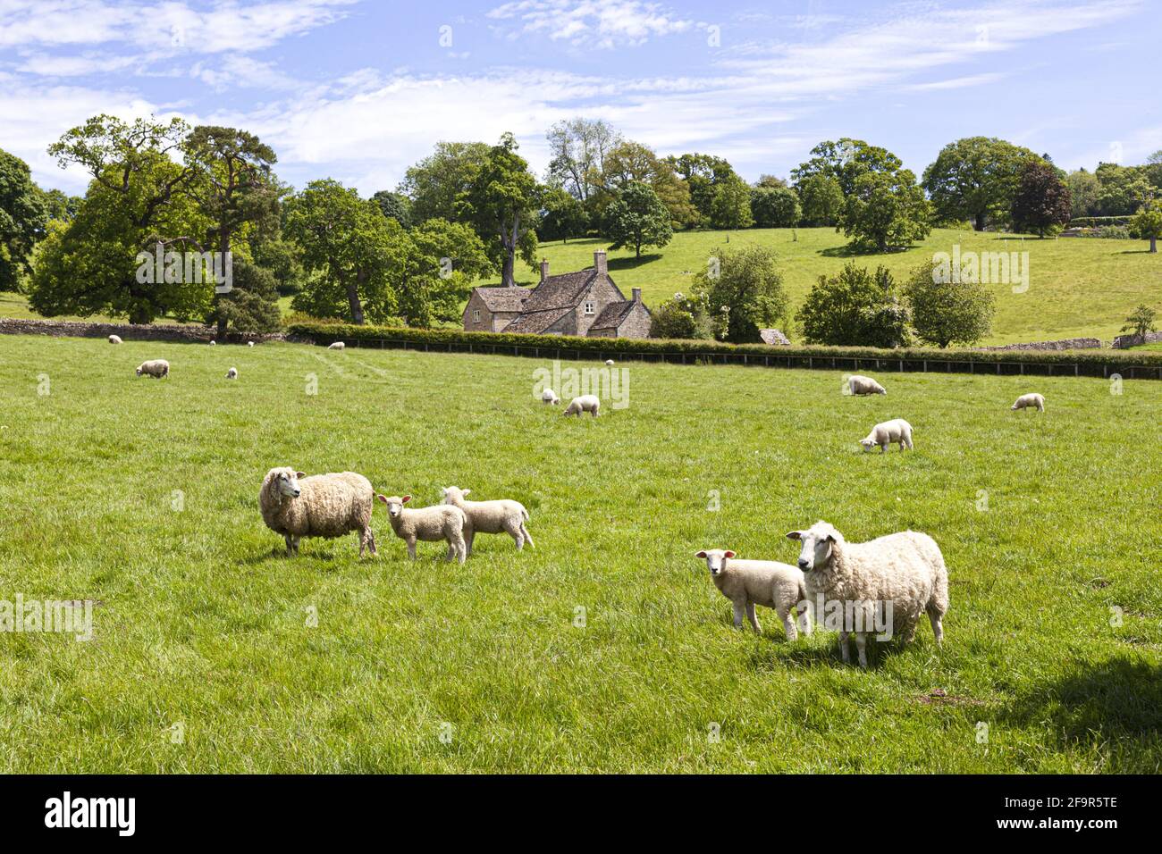 Moutons et agneaux paissant sur les Cotswolds près de Stowell, Gloucestershire, Royaume-Uni Banque D'Images