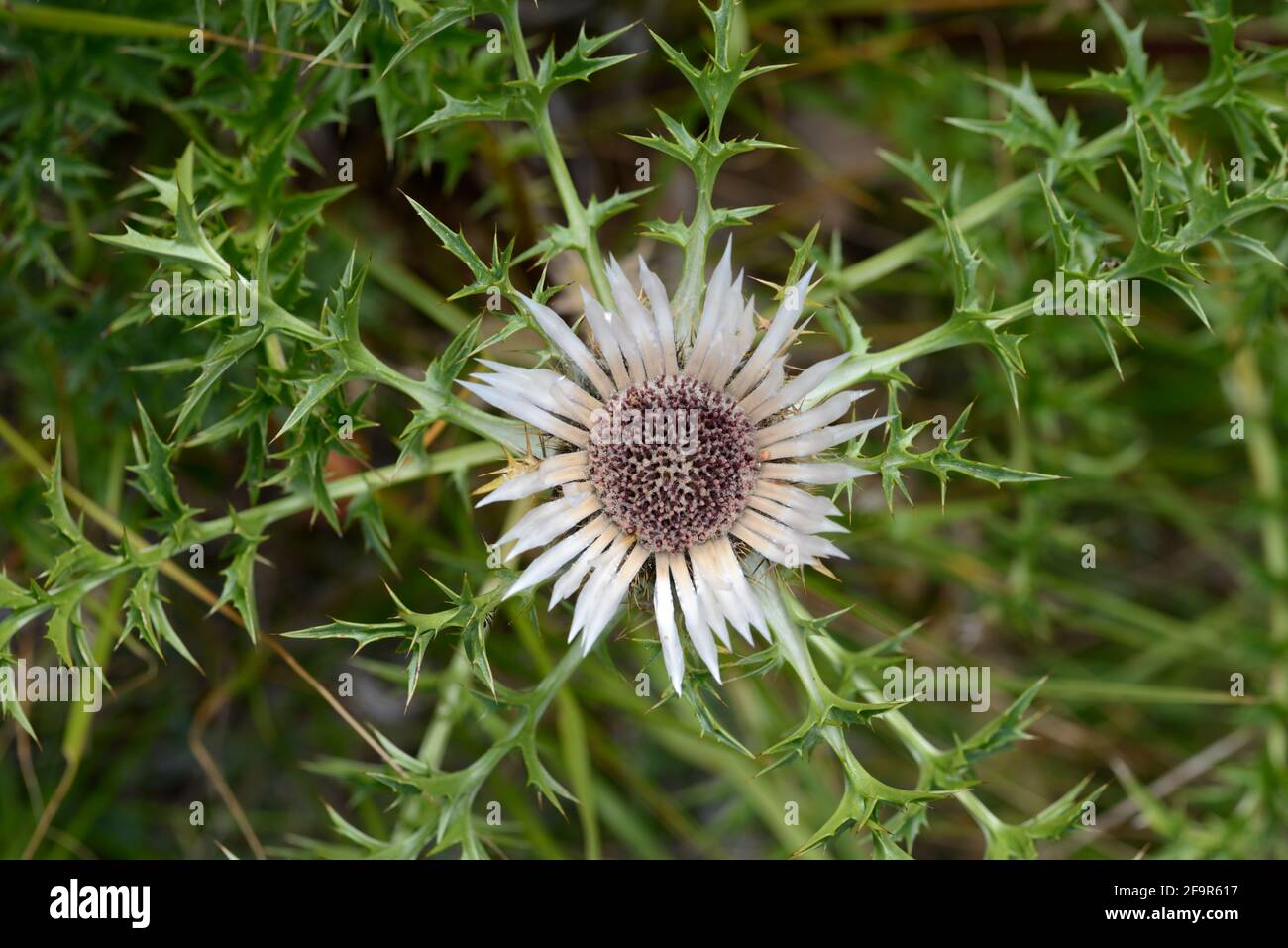 Tête de fleur et feuilles piquantes de chardon sans dents, de carlinum de Carlina, de carlinum de Dwarf ou de chardon d'argent Banque D'Images