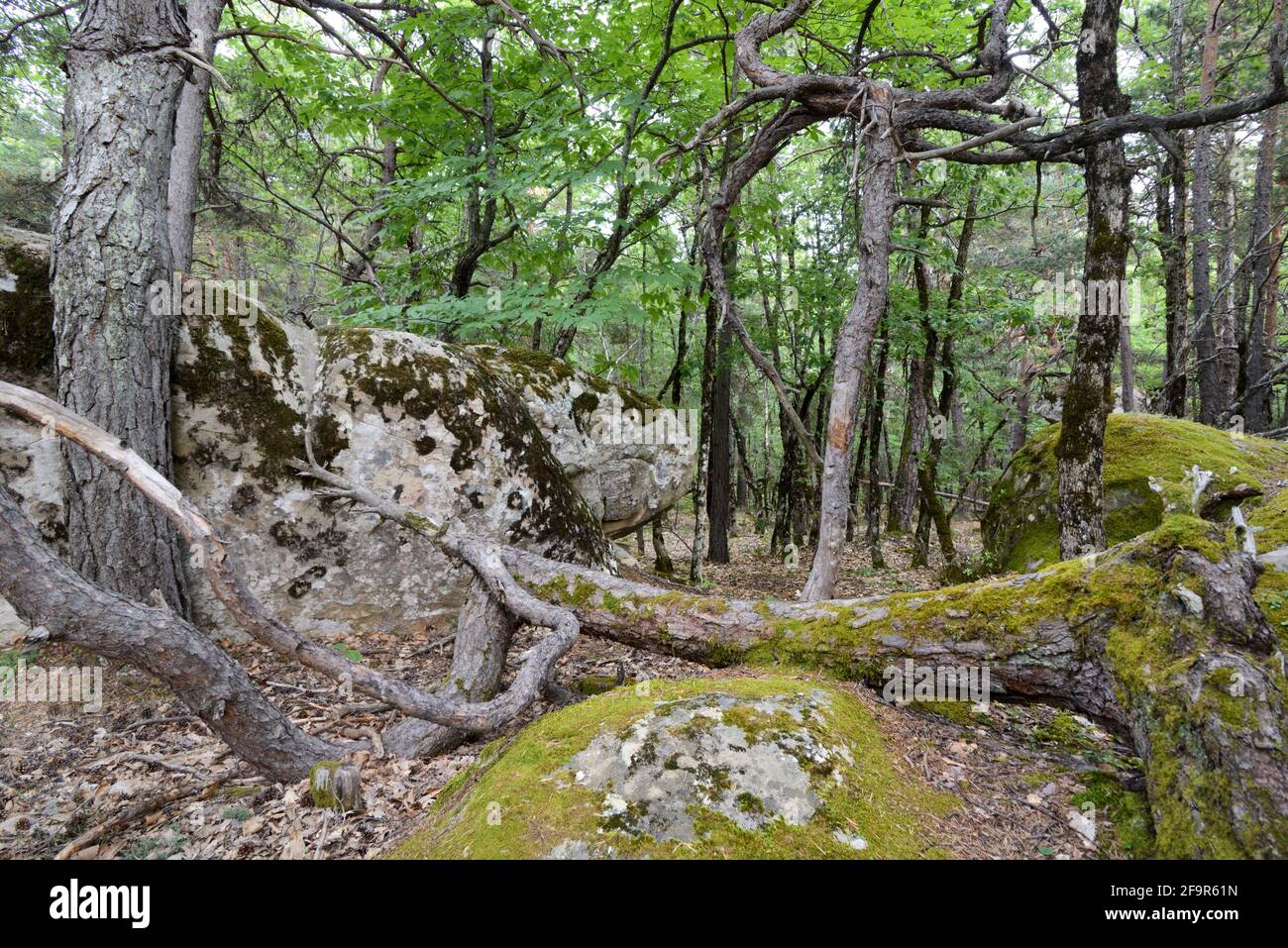 Boulders en grès géant, site d'escalade et Forêt couverte de mousse près d'Annot Alpes-de-haute-Provence Provence Provence france Banque D'Images