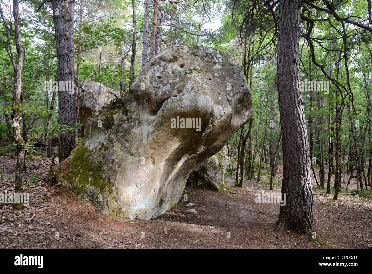 Boulders en grès géant, site d'escalade et Forêt couverte de mousse près d'Annot Alpes-de-haute-Provence Provence Provence france Banque D'Images