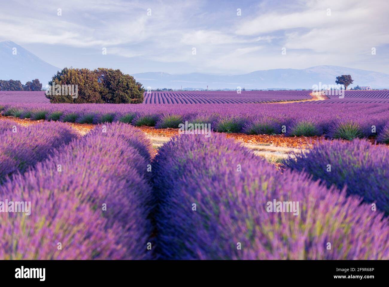 Provence, plateau de Valensole. Champs de lavande en pleine floraison et paysage. Banque D'Images