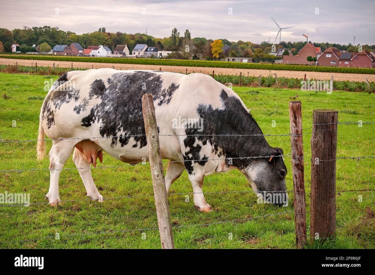 Une vache mangeant de l'herbe dans la prairie. Été dans un village. Petites maisons anciennes sur le fond. Paysage de campagne Banque D'Images