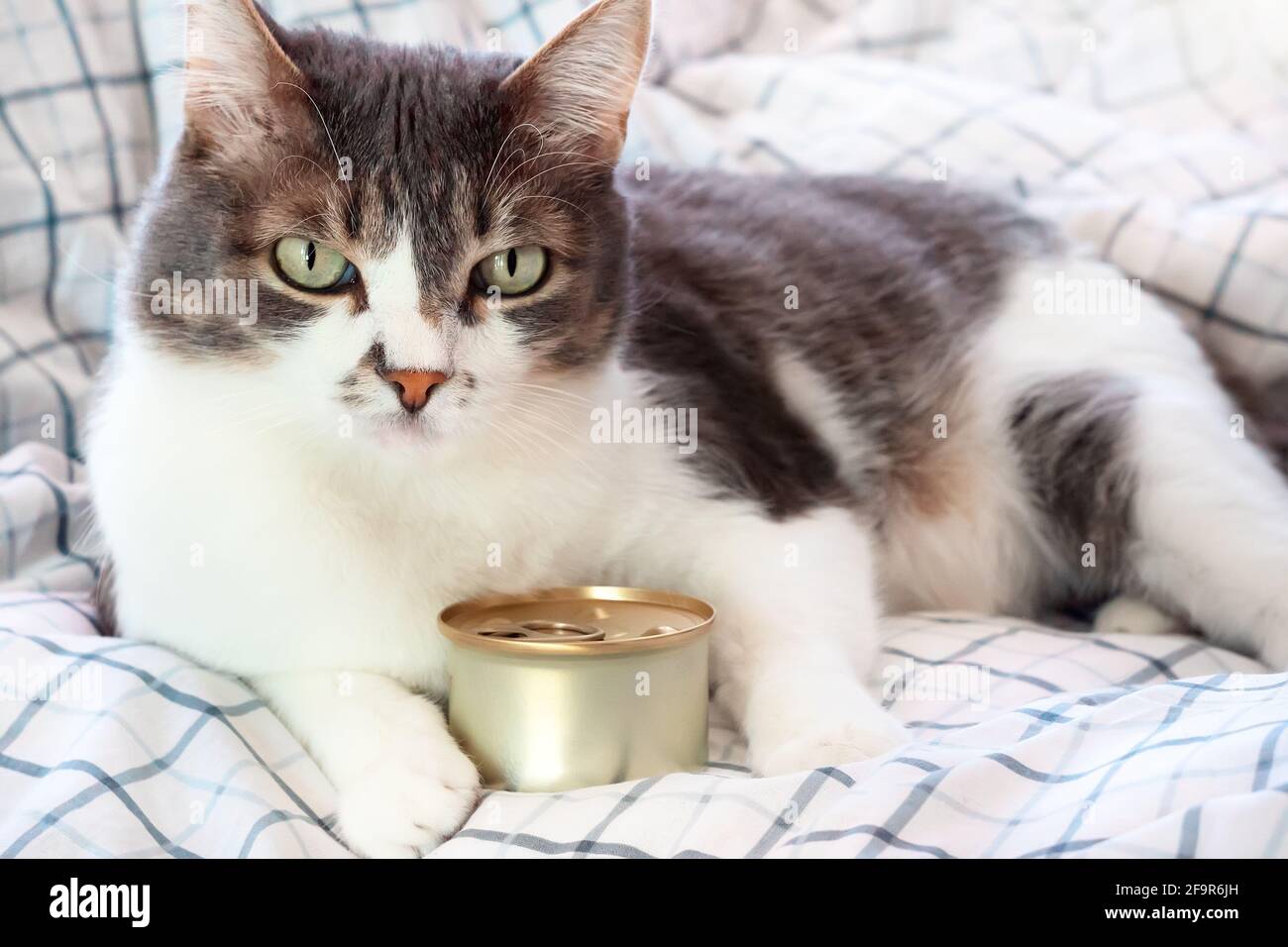 Un beau chat gris est couché sur une couverture avec une boîte de nourriture en conserve. Publicités alimentaires pour chats avec espace de copie. Maquette. Un animal de compagnie bien nourri et satisfait repose sur le lit pendant la journée Banque D'Images