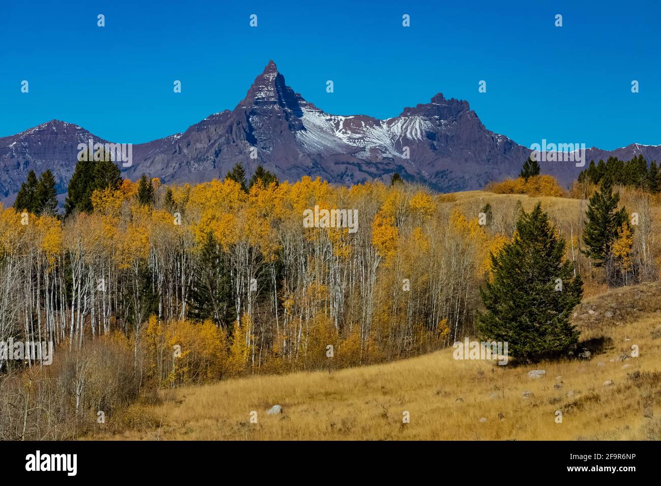 Pilot Peak (L) et Index Peak avec des encens dorés, vus près de Beartooth Highway dans la forêt nationale de Shoshone, Wyoming, États-Unis Banque D'Images