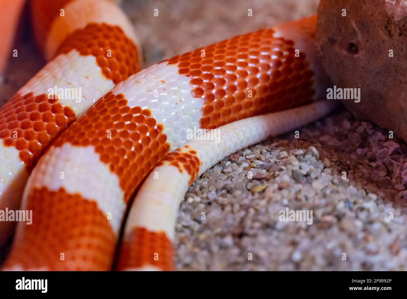 Un serpent blanc-rouge-blanc ou une tête de coperon à queue rouge rampent vers l'appareil photo le long du sable. Gonyosoma oxycephalum Banque D'Images
