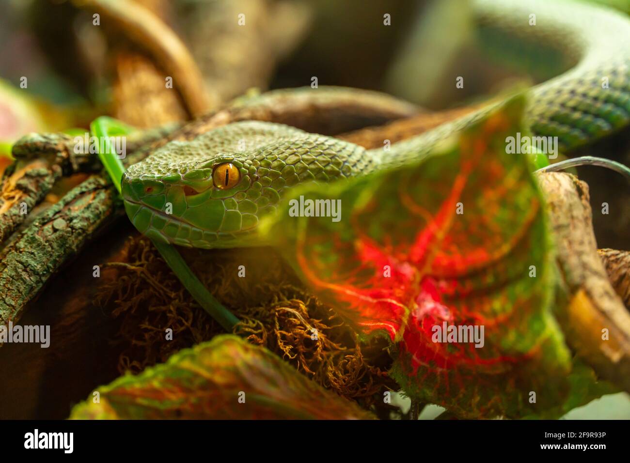 Serpent toxique vert, tête de la fosse asiatique de palmier vipère trimeresurus et les yeux jaunes déguisés en pierres Banque D'Images