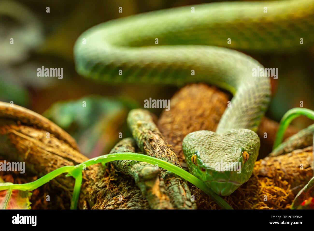 Vipère asiatique de palmier Trimeresurus et les yeux jaunes rampant vers la caméra, serpent vert toxique Banque D'Images